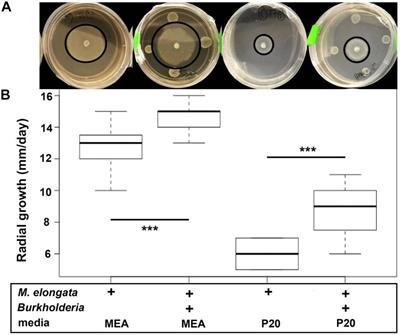 Microfluidics and Metabolomics Reveal Symbiotic Bacterial–Fungal Interactions Between Mortierella elongata and Burkholderia Include Metabolite Exchange